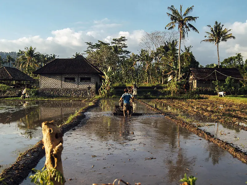 Sustainable farming & agroforestry