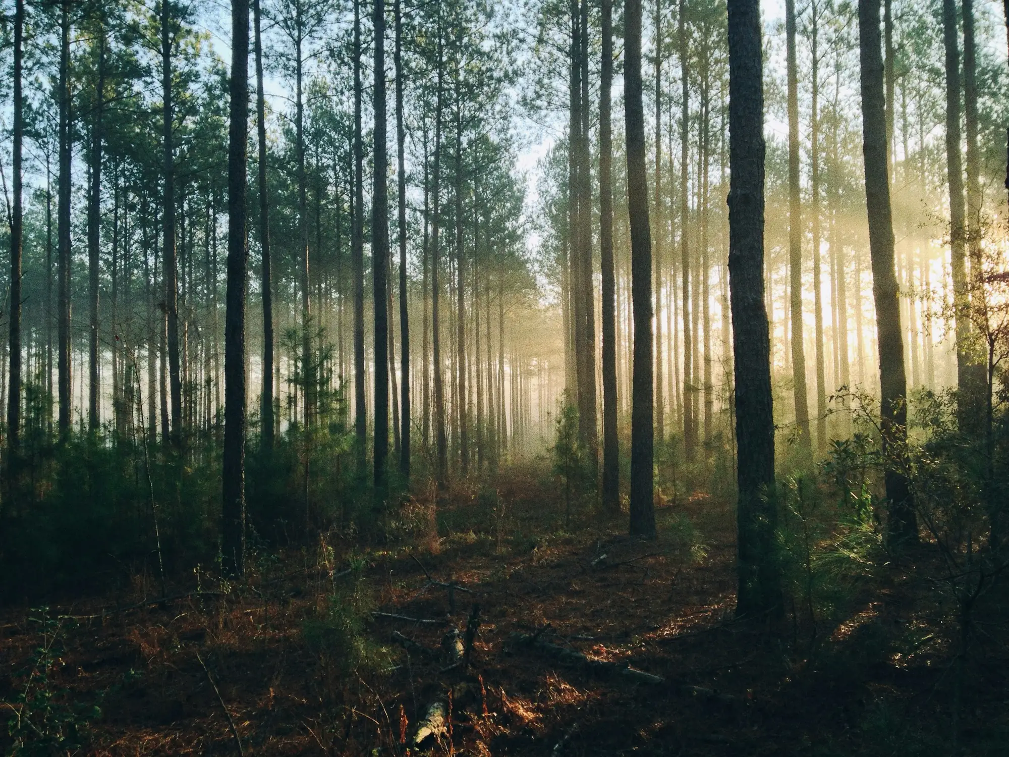 Sunlight falling through a tall forest