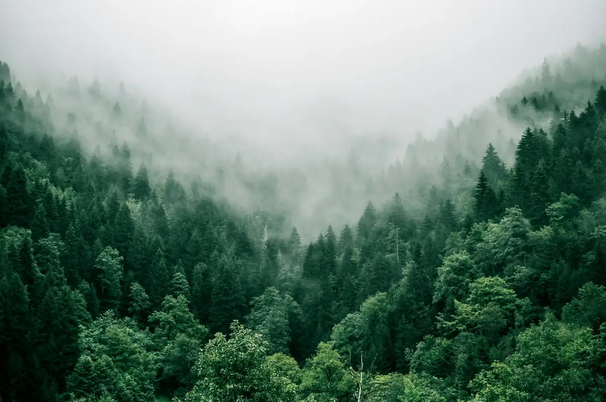 Forest protection