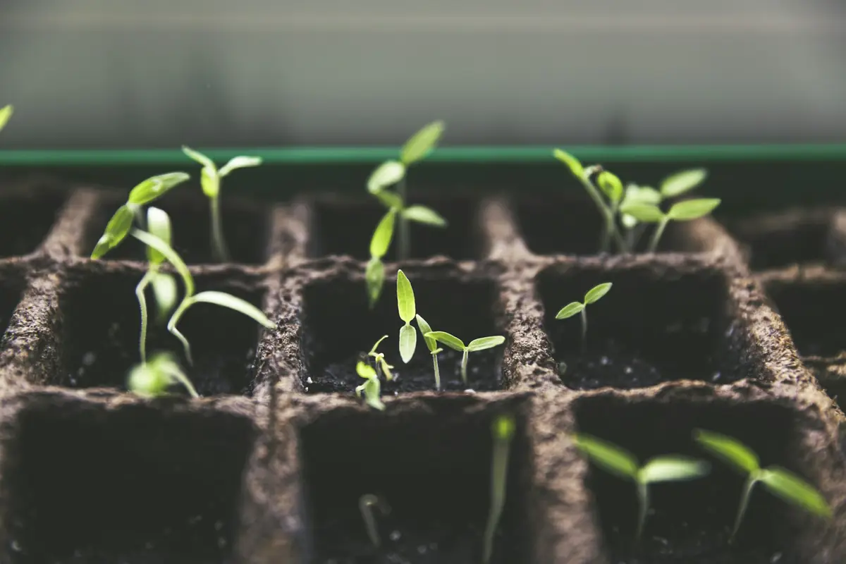 Reforestation & restoration